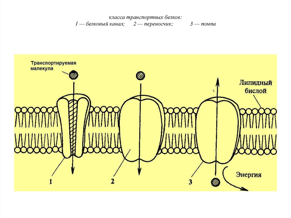 Транспорт веществ белки. Трансмембранные белки мембраны. Трансмембранные белки-переносчики. Транспортные белки клеточных мембран. Белки каналы в мембране.