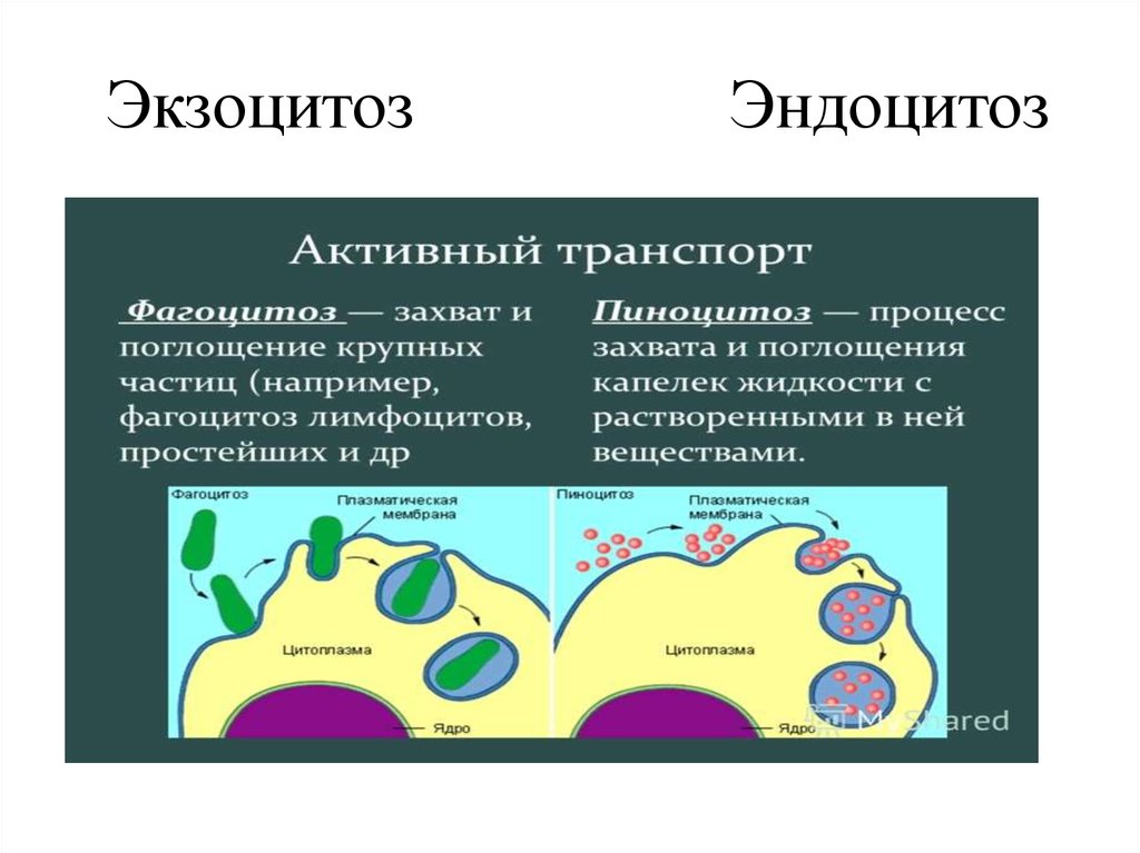 Этапы эндоцитоза. Плазматическая мембрана эндоцитоз. Фагоцитоз пиноцитоз эндоцитоз экзоцитоз. Эндоцитоз этапы фагоцитоза пиноцитоз экзоцитоз. Процесс эндоцитоза схема.