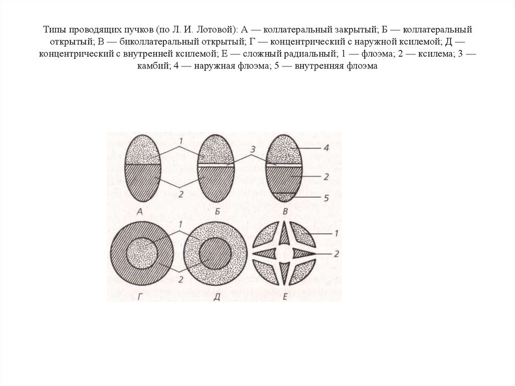 Закрытый пучок. Типы проводящих Пучков (по ботаника, 2006):. Типы проводящих Пучков растений коллатеральный. Схемы строения проводящих Пучков. Типы проводящий Пучков.