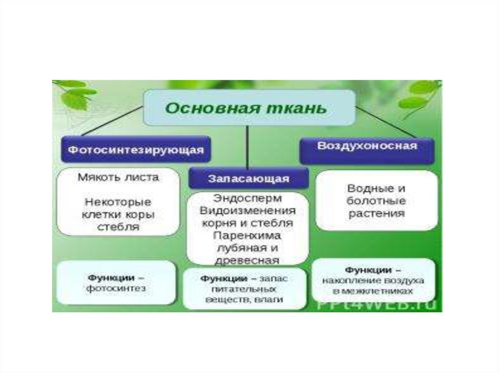 Мякоть листа относится к тканям. Мякоть листа ткань и функции. Функции мякоти листа. Основная ткань мякоть листа. Строение и функции мякоти листа.