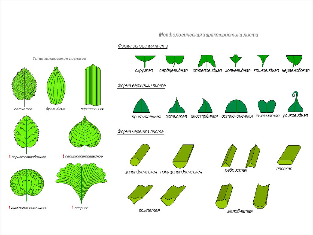 Линейная форма листьев. Виды оснований листовой пластинки. По форме основания листовой пластинки. Типы основания листовой пластинки. Клиновидная форма основания листа.