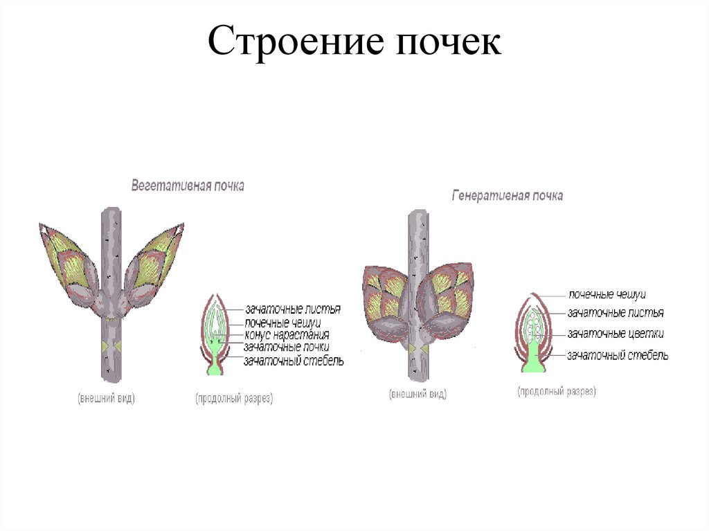 Генеративные структуры. Строение почки тополя в разрезе. Строение почки тополя. Строение вегенеративной почки. Вегетативная почка тополя.