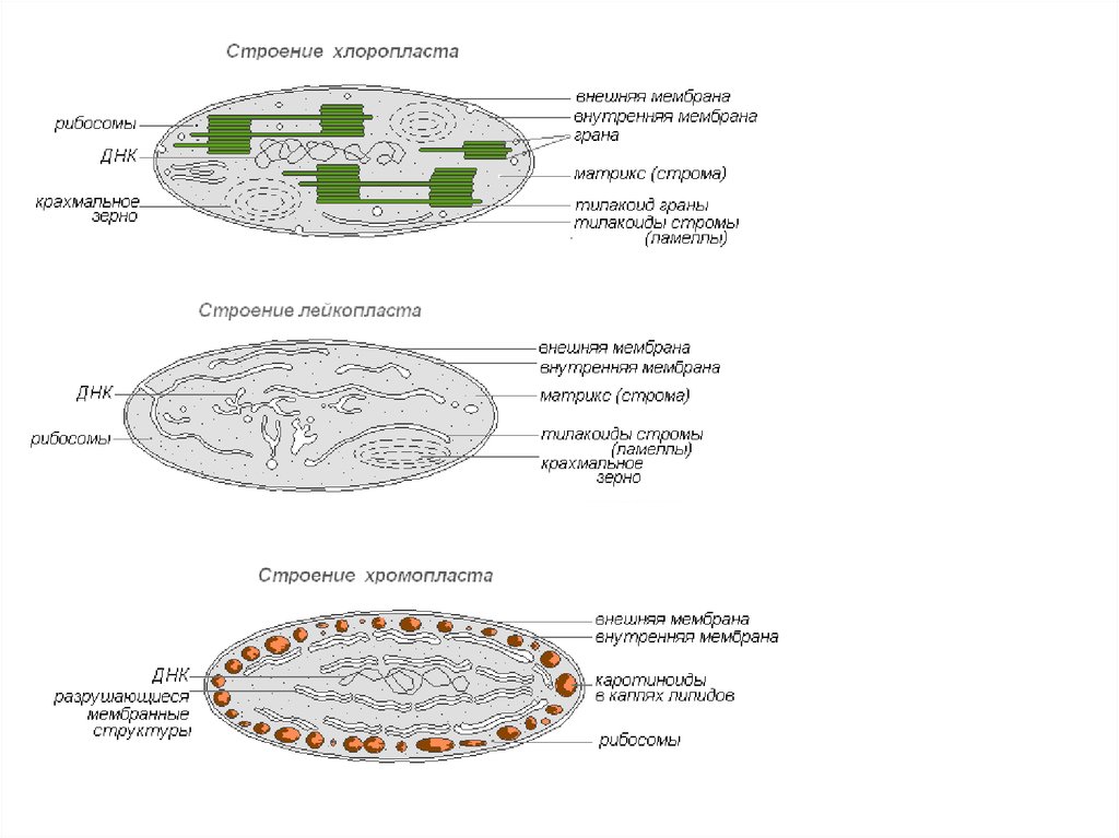 Разделение клеточных структур. Хромопласты строение. Функции рибосом в хлоропласте. Внутреннее строение хромопласта. Компоненты клетки протоплазма.
