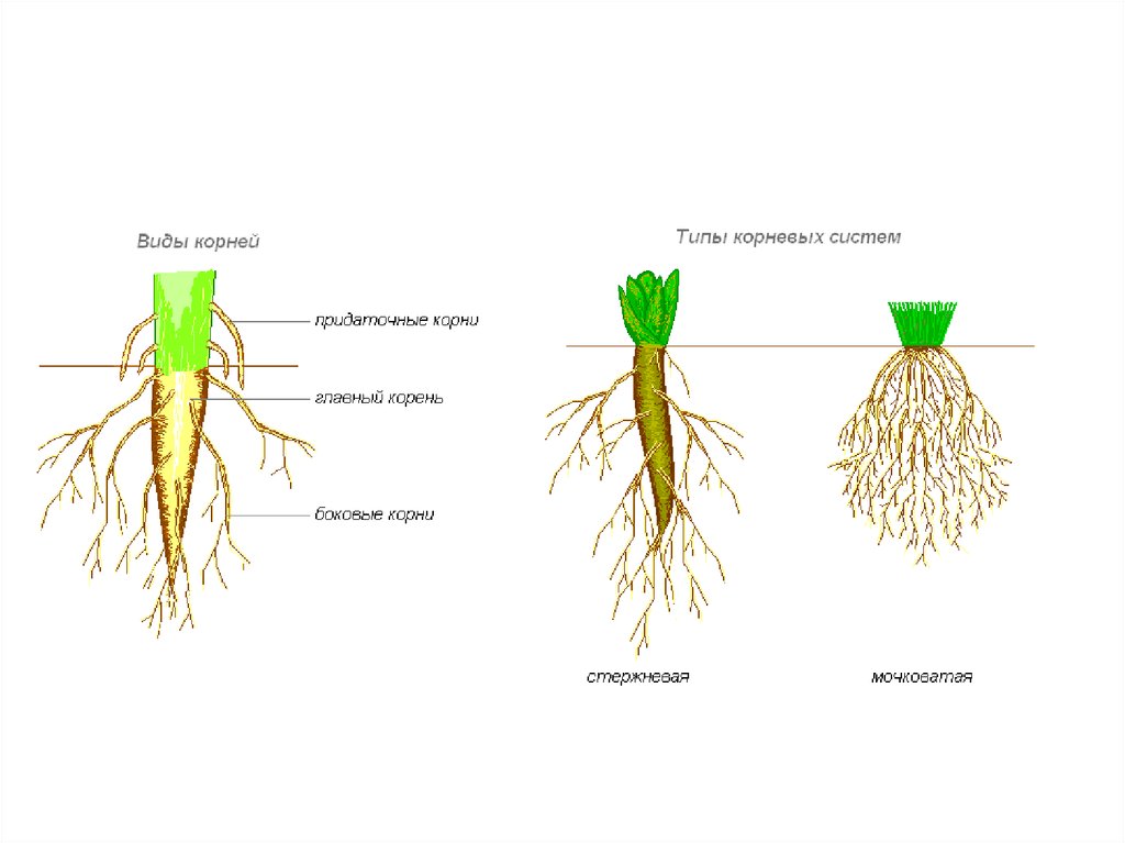 Корневая система тюльпана. Типы корневых систем ботаника. Корни стержневая мочковатая смешанная.