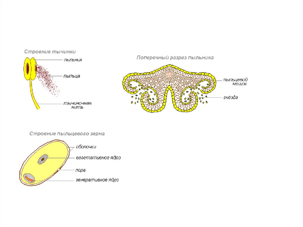 Строение тычинки. Строение тычинки пыльцевые мешки. Строение тычинки и пыльника. Поперечный срез пыльника тычинки. Строение пыльника и пыльцевого зерна.
