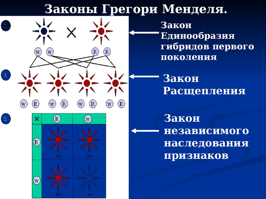 Закон поколений. Закон Менделя группа крови. Наследование групп крови Менделя. Закон Менделя по группе крови. Таблица Менделя генетика человека.