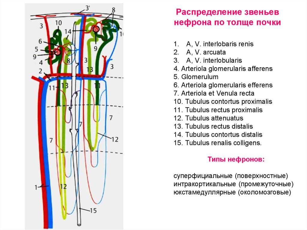 Органы распределения. Суперфициальные нефроны функция. Интракортикальные нефроны. Классификация нефронов. Корковые нефроны интракортикальные.