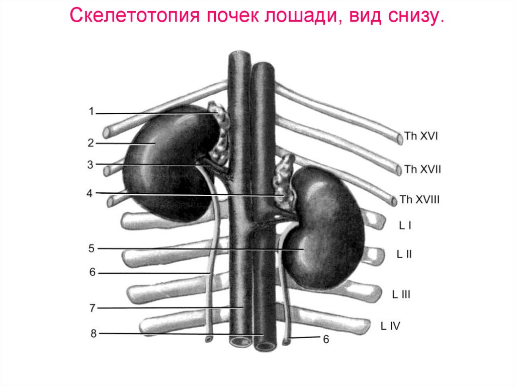 Верхние границы почек. Скелетотопия почек анатомия. Топография почки анатомия. Топография почек у лошади. Строение почки лошади.