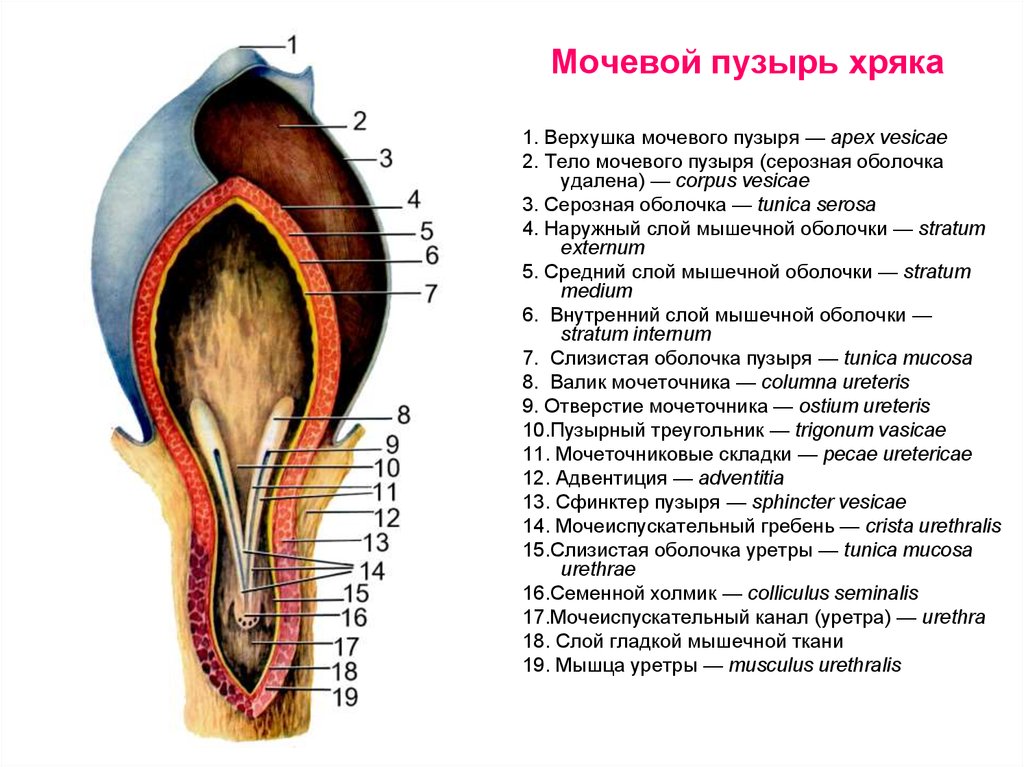 Произвольный сфинктер мочеиспускательного канала располагается