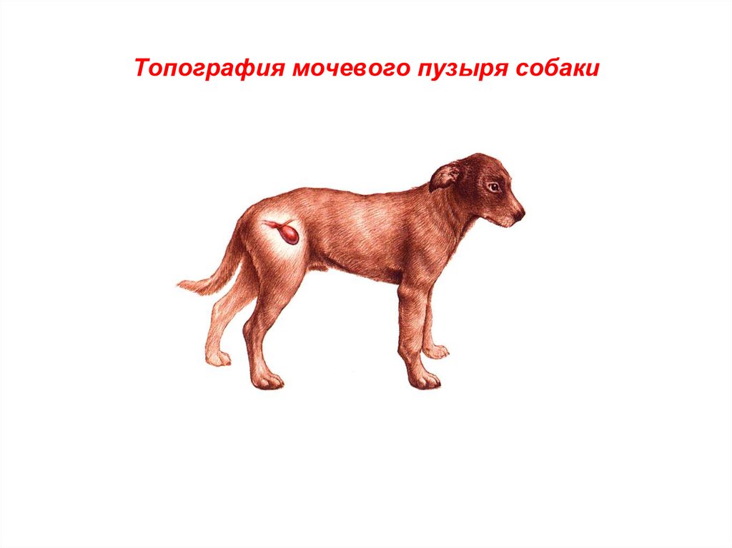 Операция мочевой пузырь собака. Мочевой пузырь собаки анатомия. Анатомия мочевого у собаки.