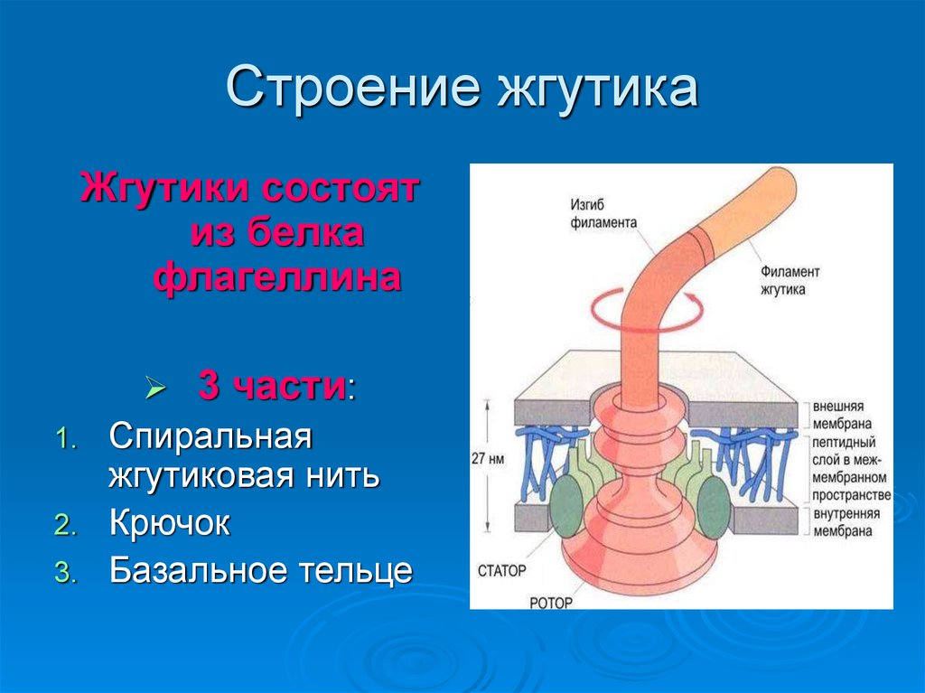 Жгутики пример