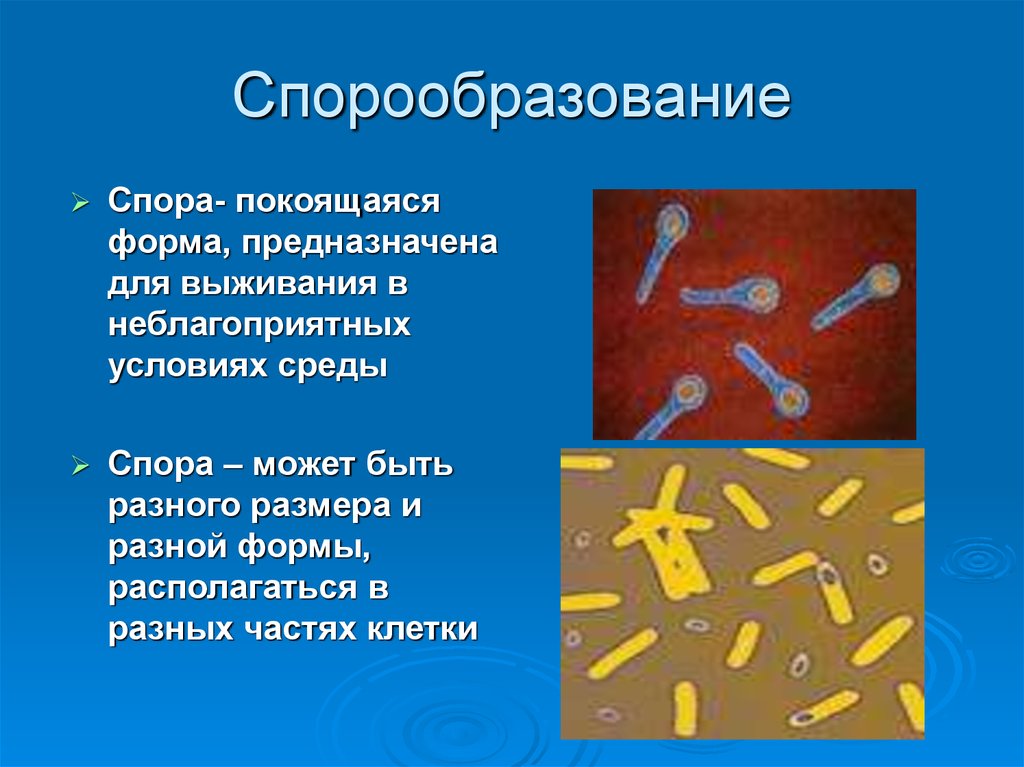 К спорообразованию способны. Спорообразование у бактерий. Спорообразование у бактерий микробиология. Процесс спорообразование бактерий. Размножение и спорообразование бактерий.