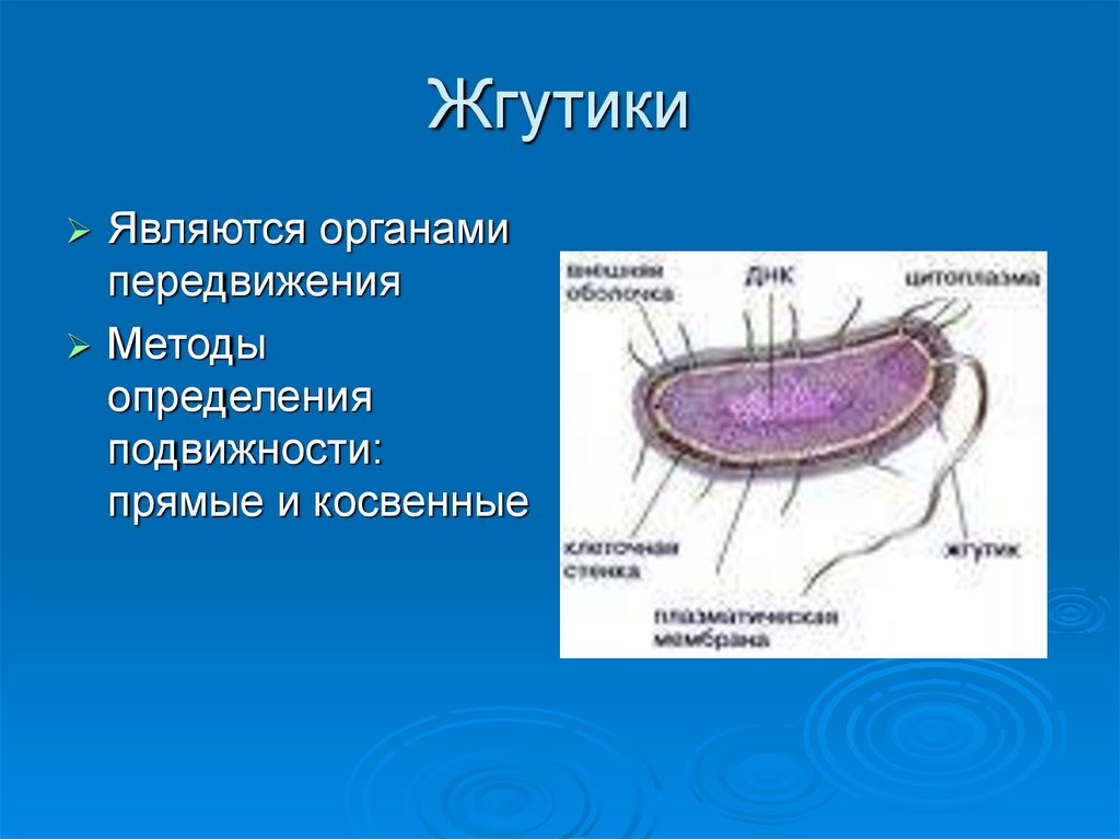 Жгутики это