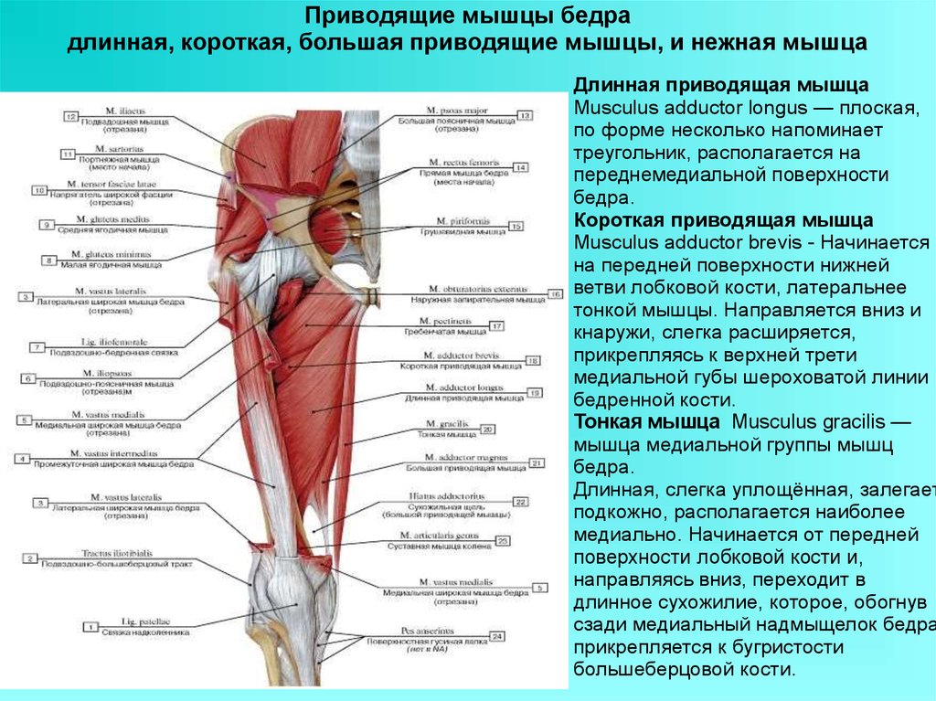 Приводящие латынь. Большая приводящая мышца (m. Adductor Magnus). Крепление приводящих мышц. Мышцы медиальной части бедра. Приводящие мышцы ног функции.