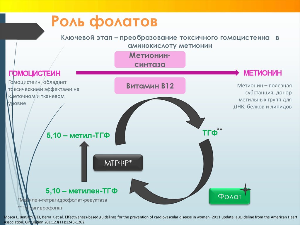 Фолатный цикл схема