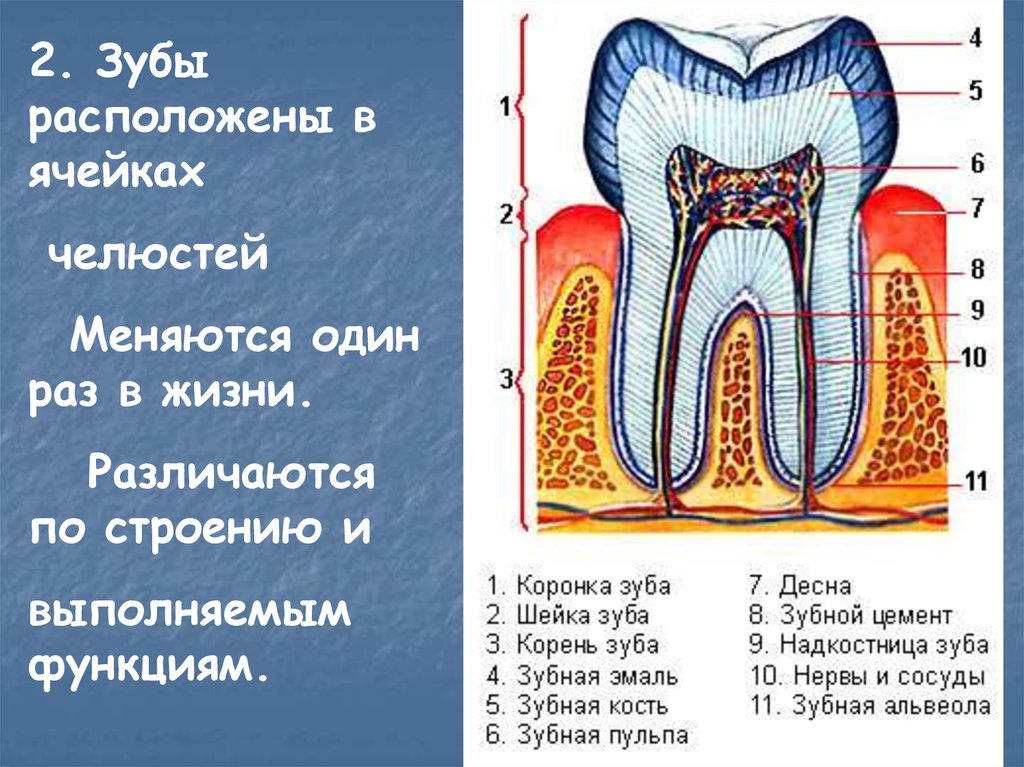 Зубы человека выполняют функцию