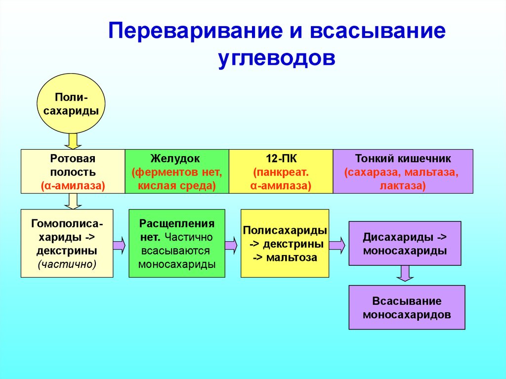 Схема переваривания углеводов в жкт биохимия