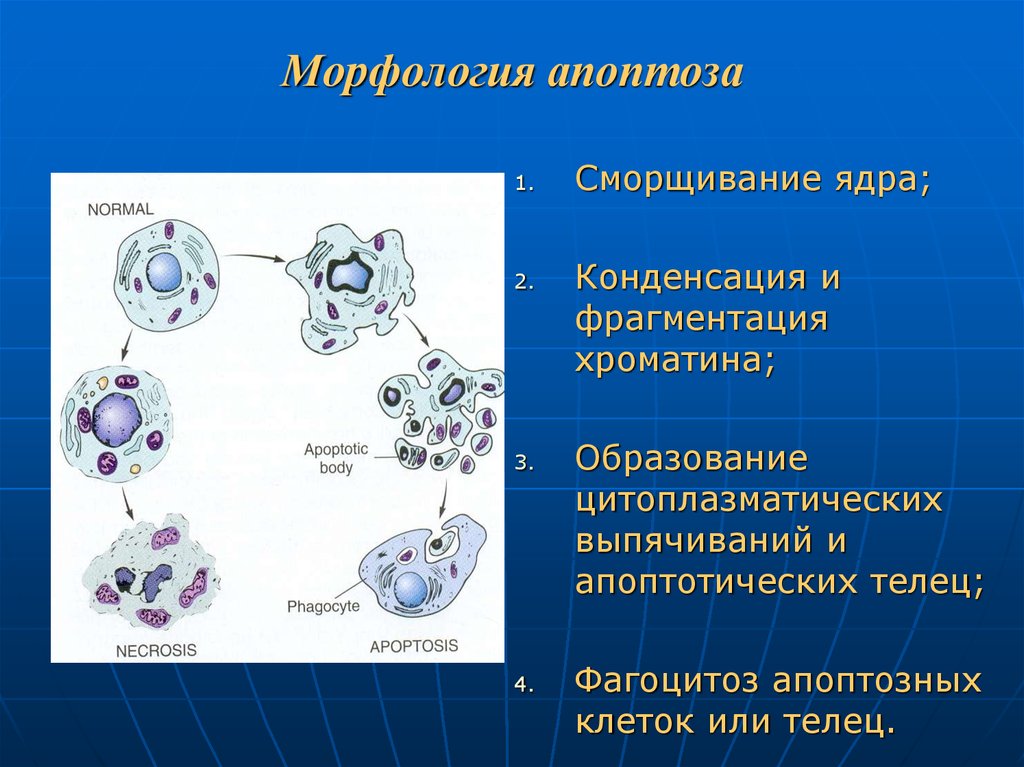 Необратимые изменения клетки. Апоптоз механизм патофизиология. Апоптоз стадии патанатомия. Морфологические изменения клеток при апоптозе. Апоптоз клеточные механизмы.