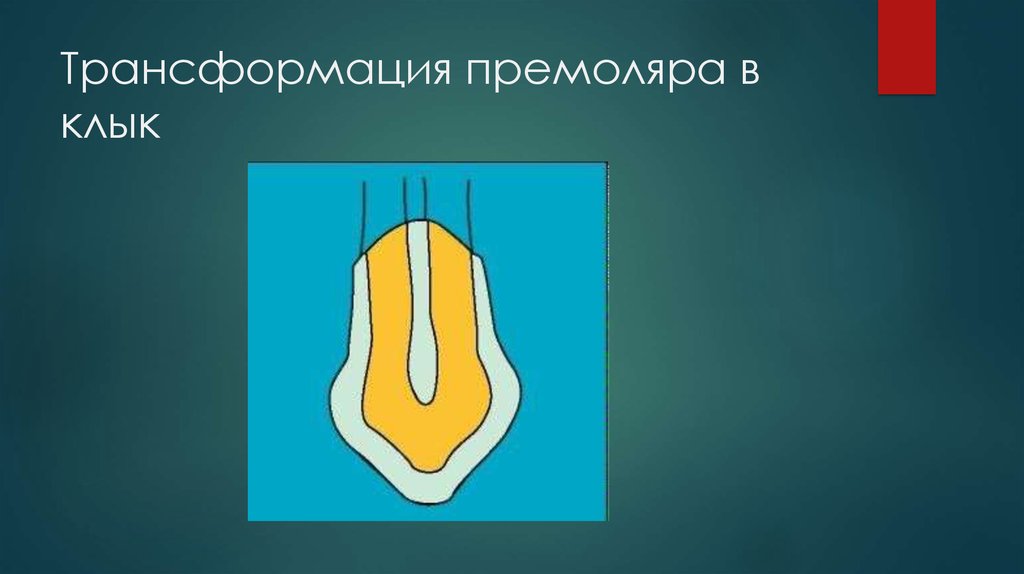 Трансформация премоляра в клык