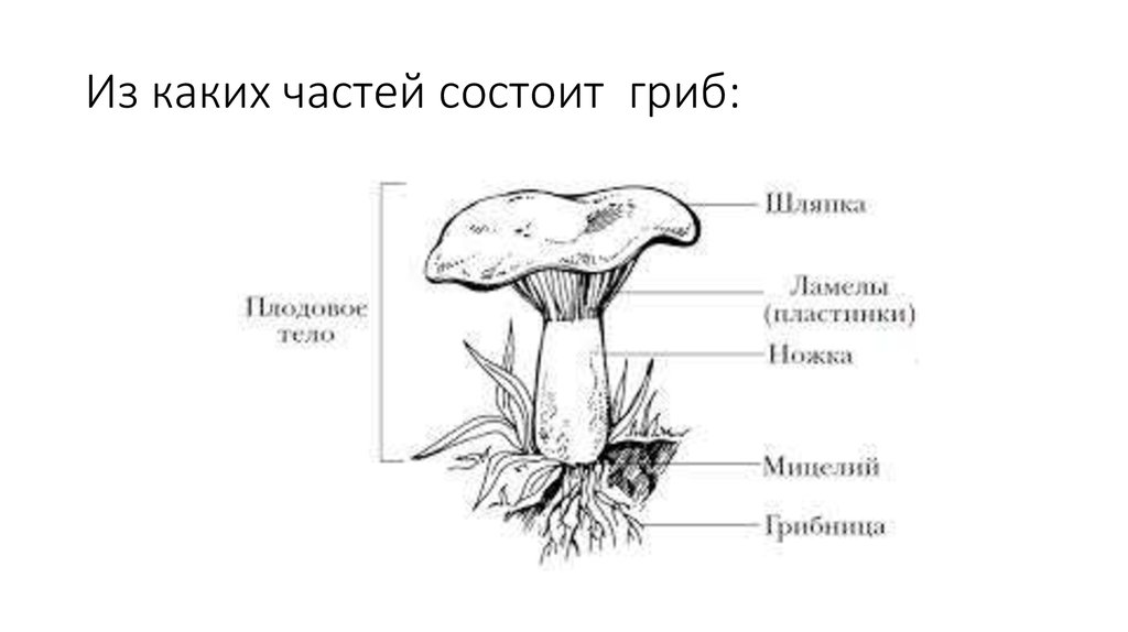 Из каких частей состоит гриб: