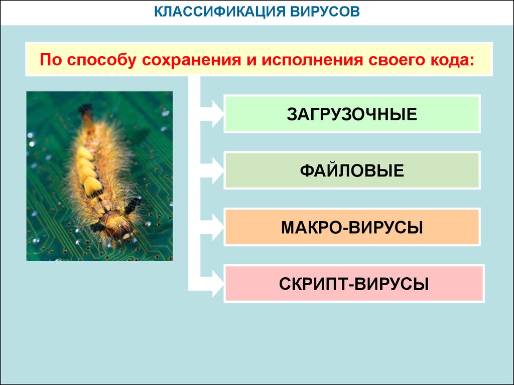 Классификация вирусов пк презентация