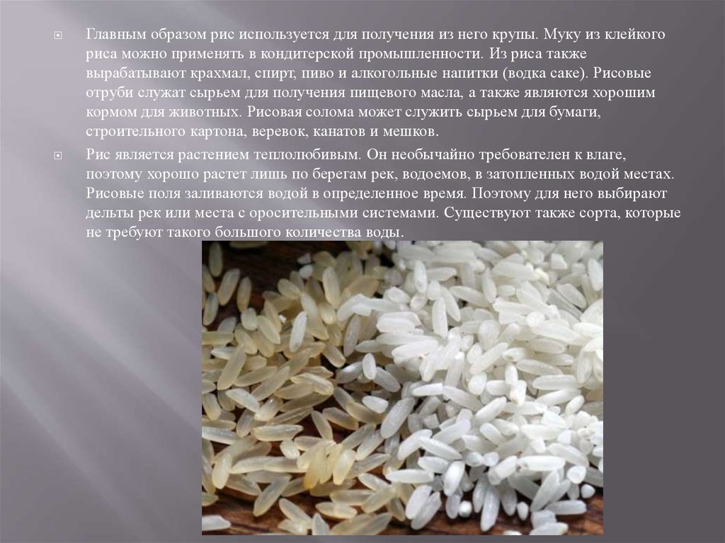 Различие риса. Крупа из риса. Рисовая крупа растение. Сообщение о крупе рис. Сообщение про крупу рис.