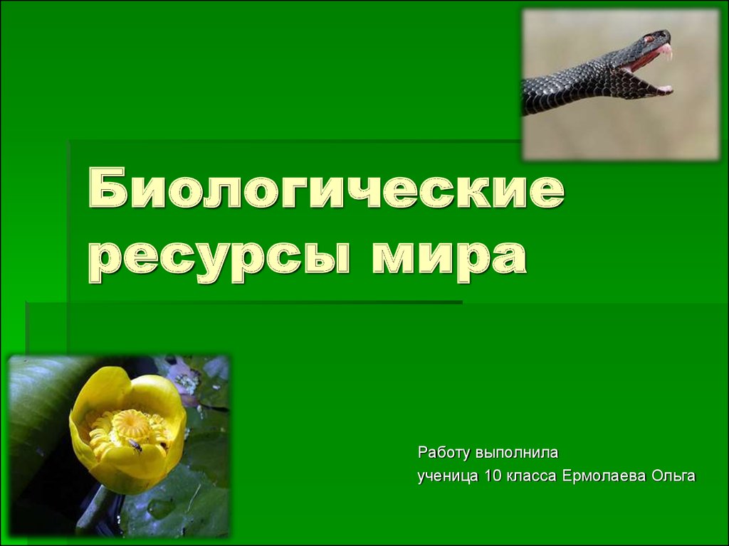 Биологические ресурсы. Биологические ресурсы мира. Биологические ресурсы презентация. Биологические ресурсы мира 10 класс. Биологические ресурсы мира презентация.