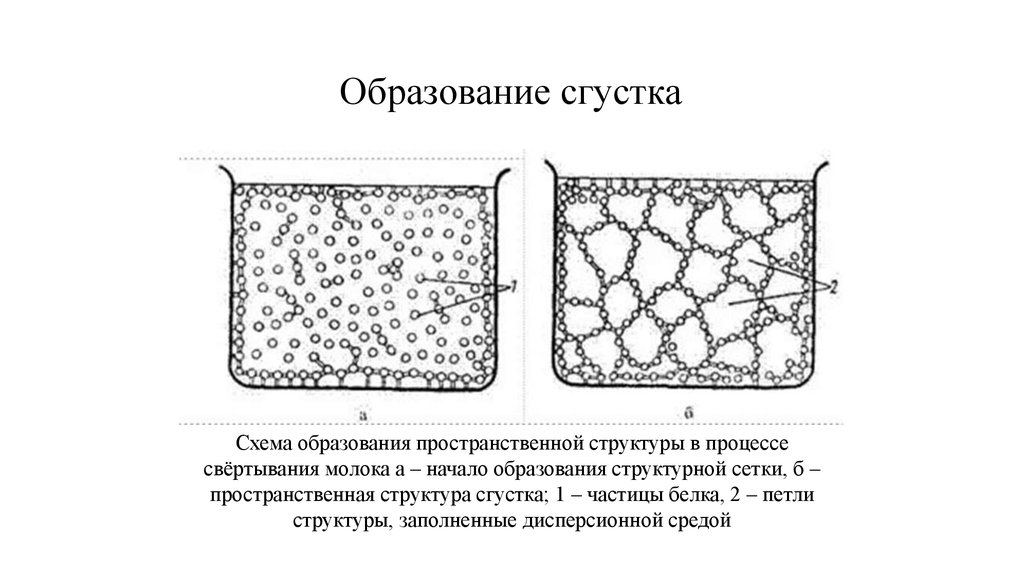 Образование сетчатой структуры. Строение сетчатки анатомия. Строение сетчатки глаза. Палочки и колбочки сетчатки глаза функции и строение. Схема активации факторов свертывания.