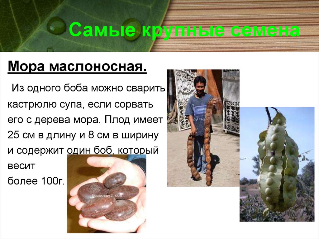 Самое большое семя растения