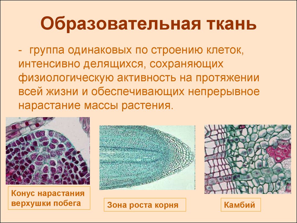 Образовательная ткань строение. Образовательная ткань биология 6 класс. Биология 6 класс образовательная ткань растений. Образовательные ткани растений 5 класс биология. Ткани растений образовательная ткань.