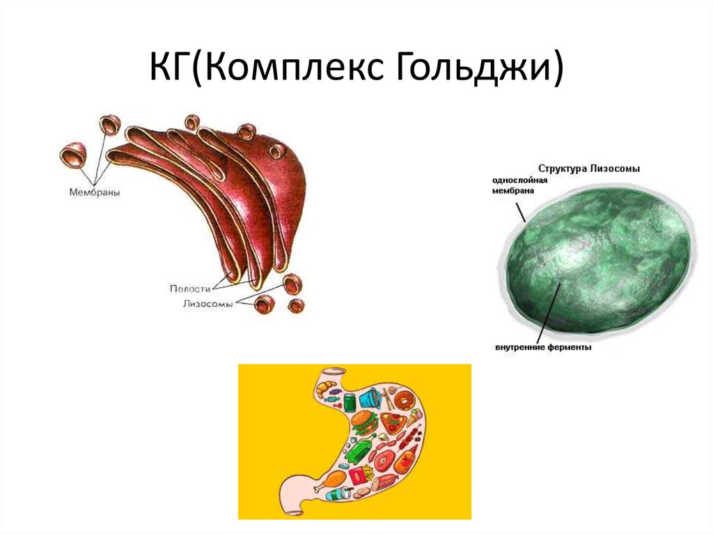 Строение органоида лизосомы