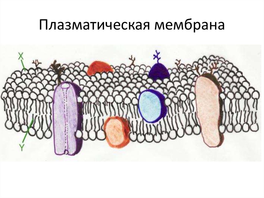 Рисунок мембраны. Структура клетки плазматическая мембрана. Структура клеточной мембраны плазматическая мембрана. Строение плазматической мембраны клетки. Плазматическая мембрана плазмалемма строение.