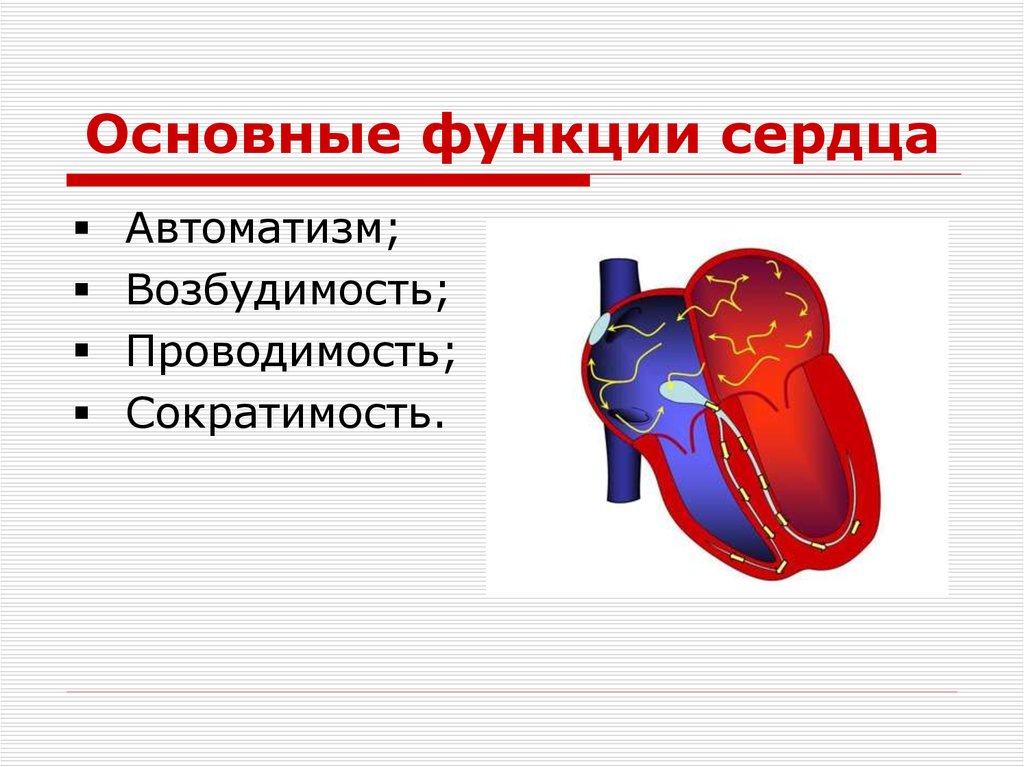 Автоматизм. Автоматизм проводимость возбудимость сердца. Основная функция сердца. Основные функции сердца. Автоматизм сердца.