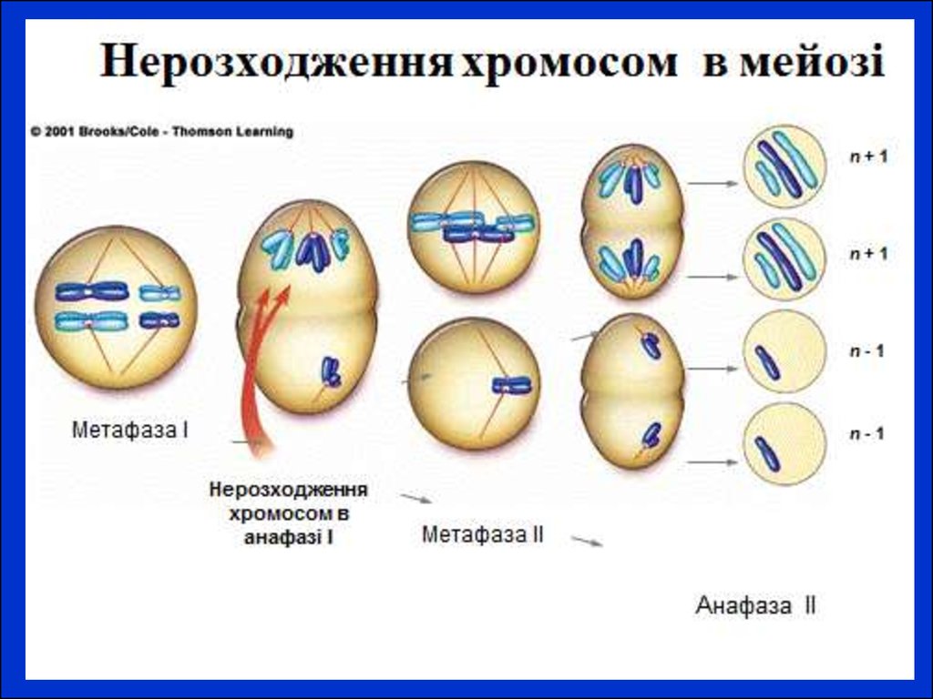 Мейоз анафаза 2 набор хромосом. Анафаза 2 и метафаза 2 набор хромосом. Метафаза анафаза. Метафаза набор хромосом. Нерасхождение хромосом в анафазе 1 и анафазе 2 мейоза.