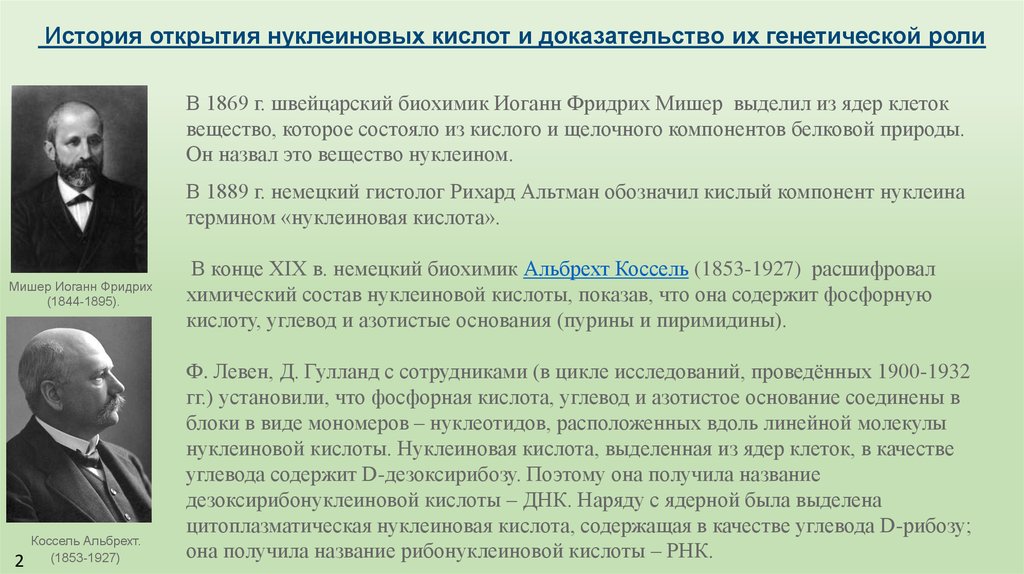 История открытия исследования. История открытия и изучения нуклеиновых кислот. 1889 Альтман нуклеиновые кислоты. Мишер открытие нуклеиновых кислот. Нуклеиновые кислоты открыл.