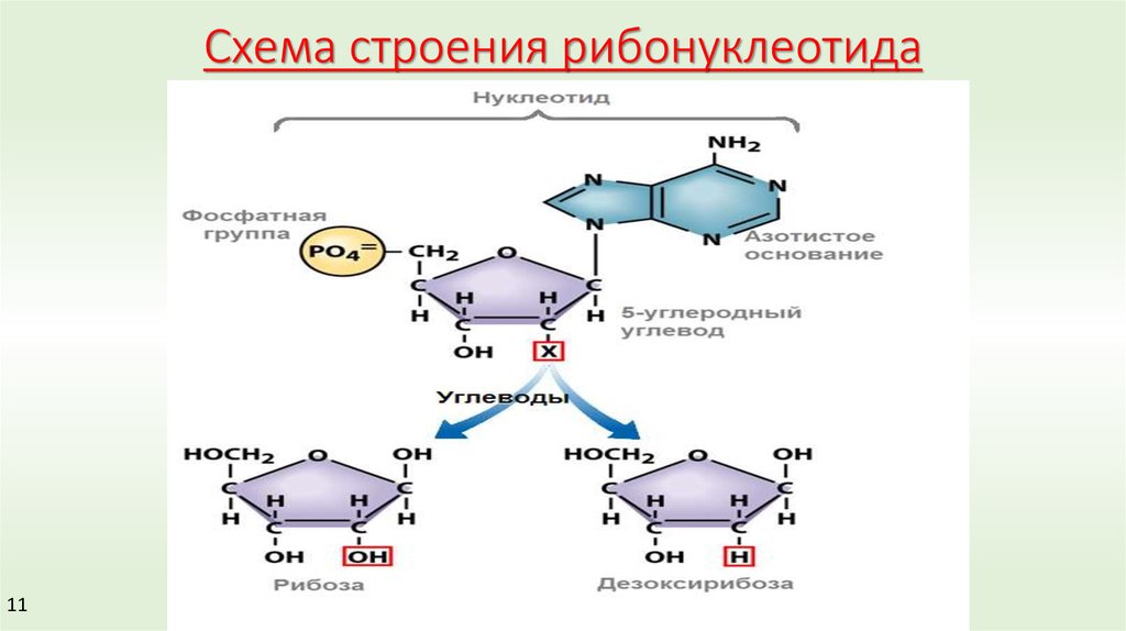 Модель нуклеотида. Рибонуклеотида. Строение мононуклеотида схема. Схема строения рибонуклеотида. Строение нуклеотида.