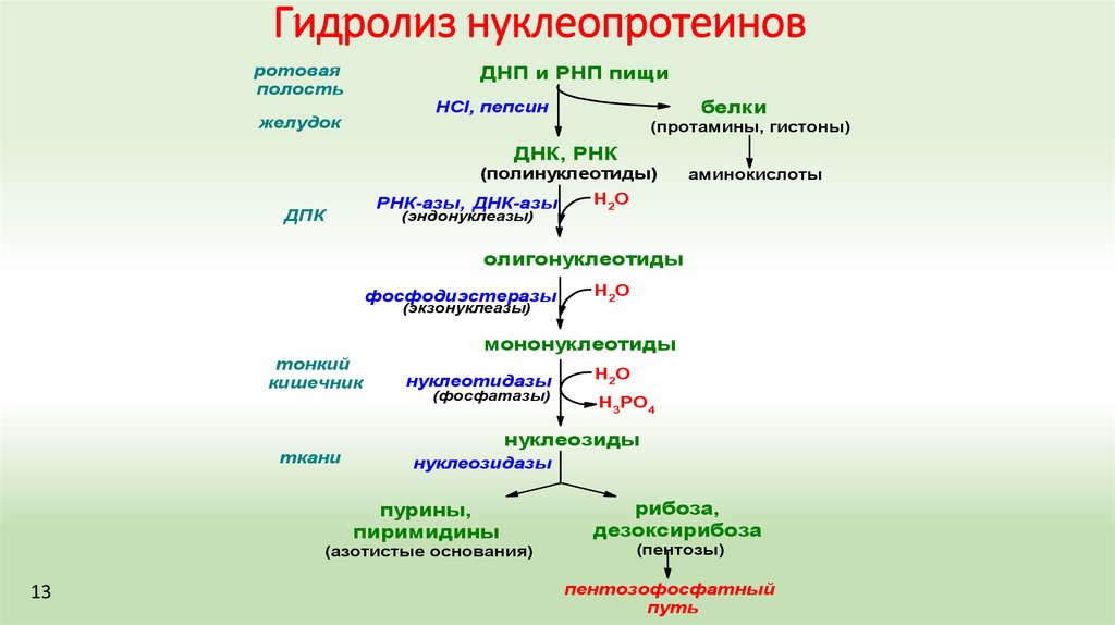 Биосинтез мономеров
