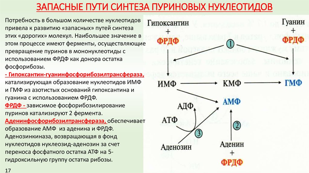 Схема пути синтеза пуриновых и пиримидиновых нуклеотидов