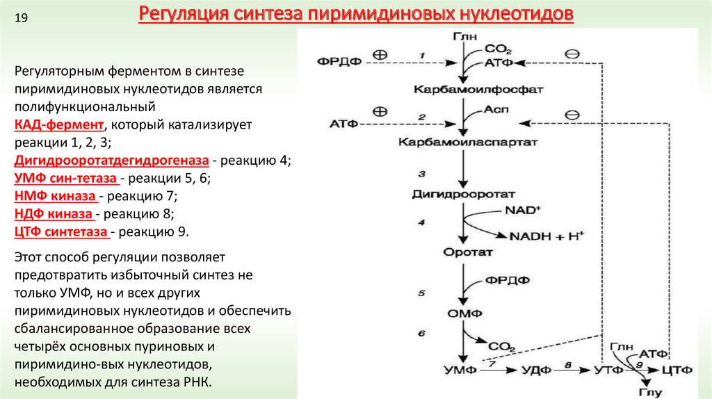 Общие схемы анаболизма нуклеотидов