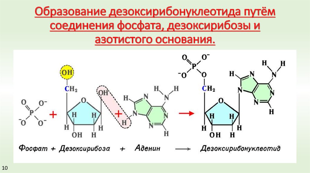 Дезоксирибоза в составе нуклеотида