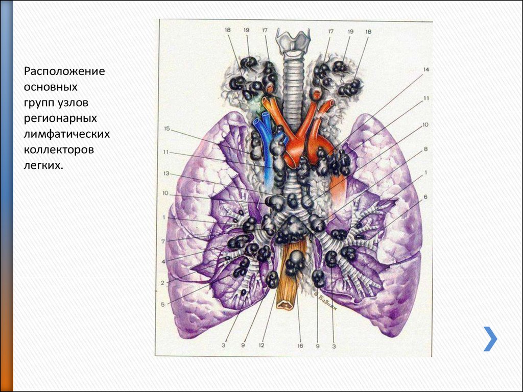 Легочные лимфоузлы. Бронхопульмональные лимфоузлы на кт. Лимфатические узлы легких анатомия. Расположение основных групп лимфатических узлов. Бронхопульмональные лимфатические узлы.