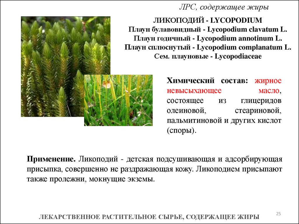 Споры плауна булавовидного. Плаун годичный (Lycopodium annotinum). Плаун булавовидный среда обитания. Плаун булавовидный лекарственное сырье. Плаун сплюснутый.