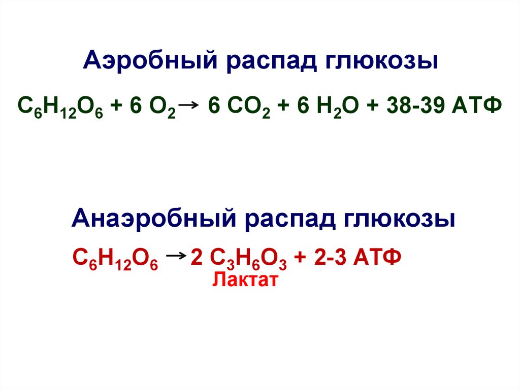 Глюкоза углекислый газ вода атф