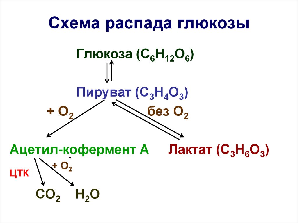 Анаэробный распад глюкозы схема