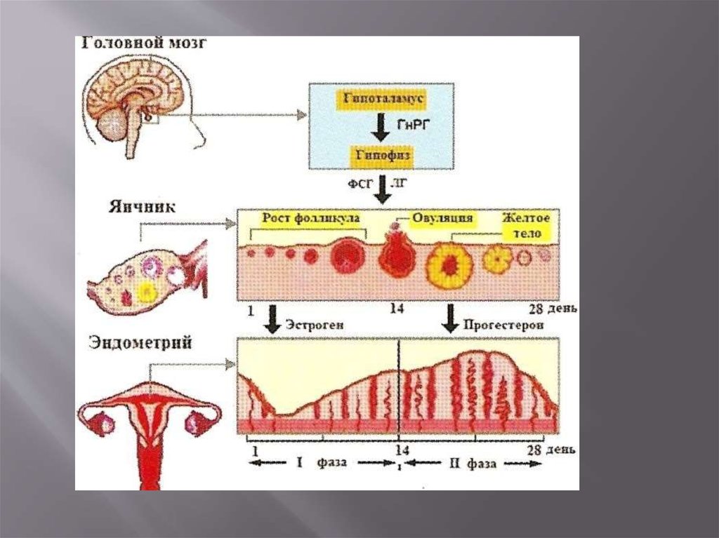 Фолликула стимулирующий. Уровни регуляции менструационного цикла схема. Эндокринной регуляции менструального цикла схемой.. Нейрогуморальная регуляция менструационного цикла схема. Гормональная регуляция менструационного цикла.