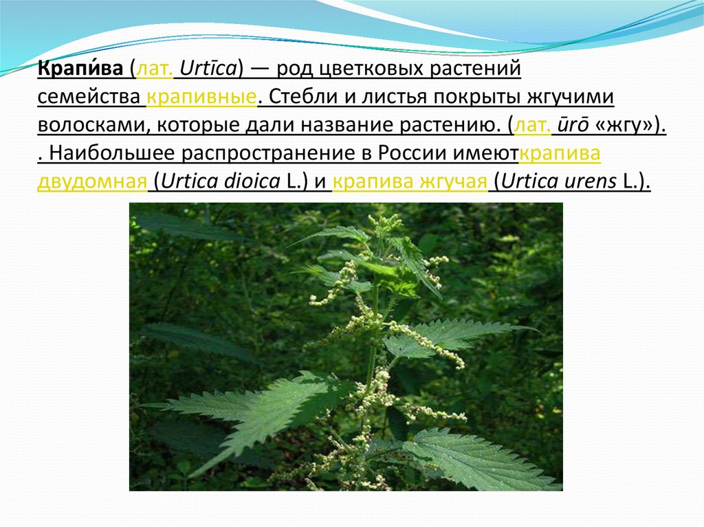 Стебель и листья крапивы. Крапива двудомная распространение. Крапива двудомная (Urtica dioica). Крапива двудомная род вид. Систематика растений крапива двудомная.