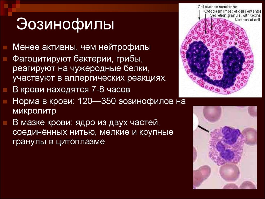 Эозинофильный лейкоцитоз. Эозинофилы строение гистология. Эозинофилы функции гистология. Эозинофильный лейкоцит строение. Эозинофилы 3,1%.