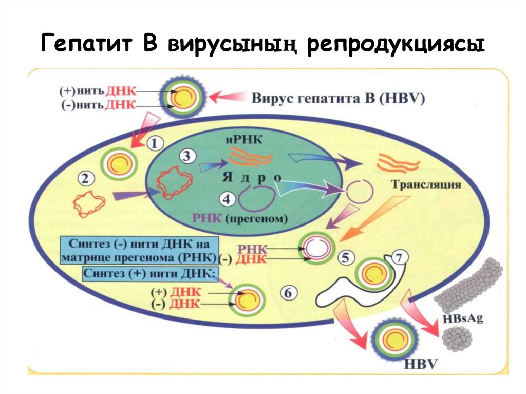 Механизм вирусного гепатита. Схема репродукции вируса гепатита в. Схема репликации вируса гепатита а. Схема жизненного цикла вируса гепатита в. Схема репродукции вируса гепатита б.