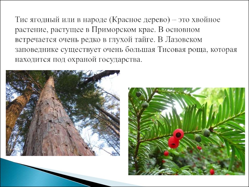 Красная книга приморского края. Тис ягодный или в народе (красное дерево). Деревья красной книги. Редкие растения Приморского края. Краснокнижные деревья в Приморском крае.