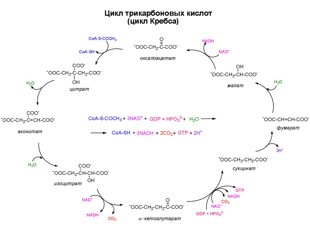 Цикл трикарбоновых кислот схема с формулами